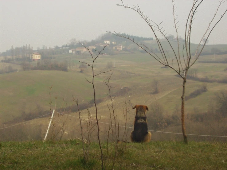 the dog is watching the view from the hill