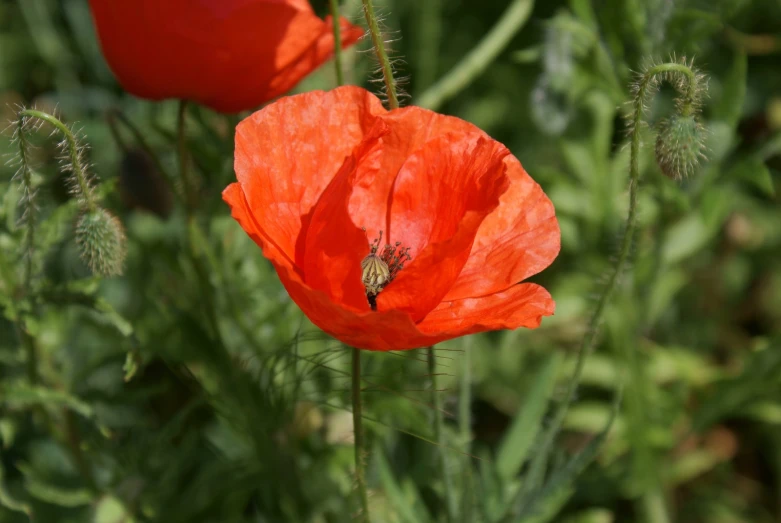 a closeup of three orange flowers with buds