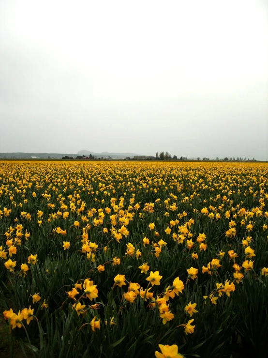 a large field with yellow flowers is full of grass