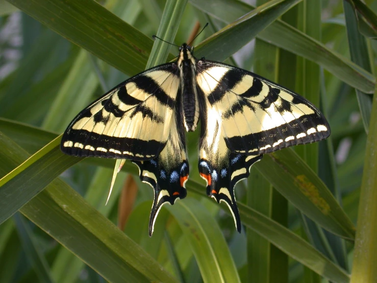 two large erflies sitting on top of green leaves