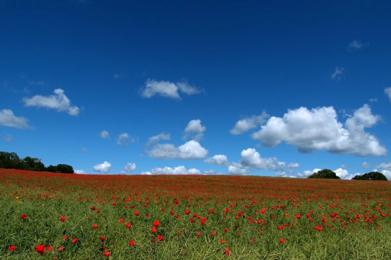 a field with lots of flowers that are red and green