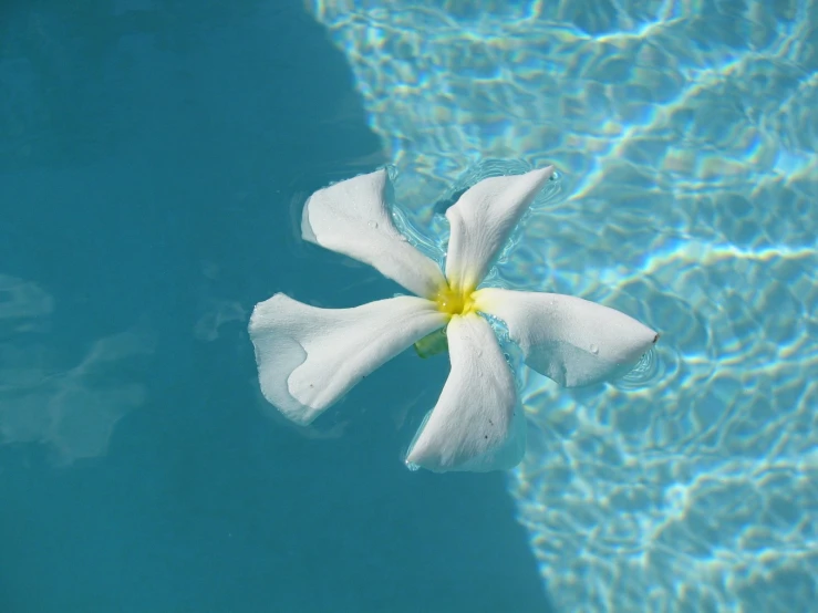 the white flower is floating in blue water