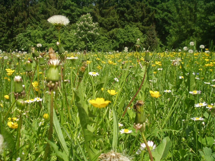 a field full of wild flowers and green plants