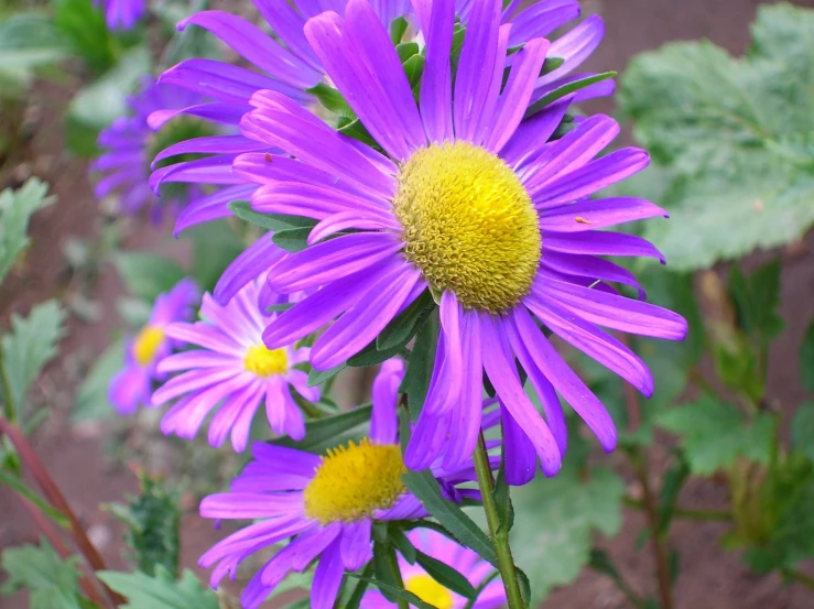 purple flowers in a garden with green leaves