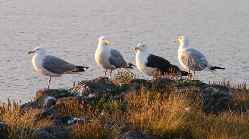 birds are standing on rocks on a rocky shore