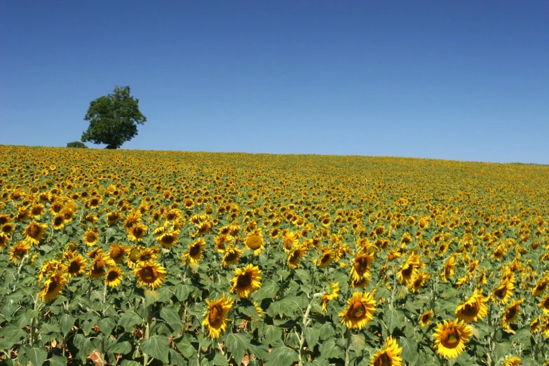 a field of sunflowers in the sun with one single tree on a hill top