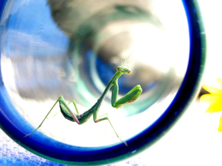 a very large green alien that is in a blue cup