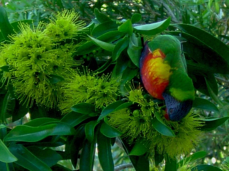 a bird with bright red, yellow, and orange feathers on it's face perches on a nch