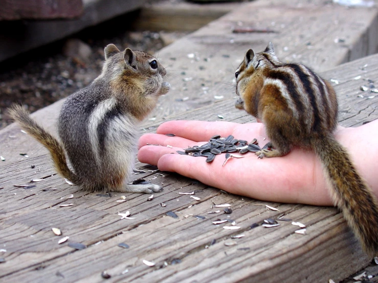 a little chipmun eating from a person's hand
