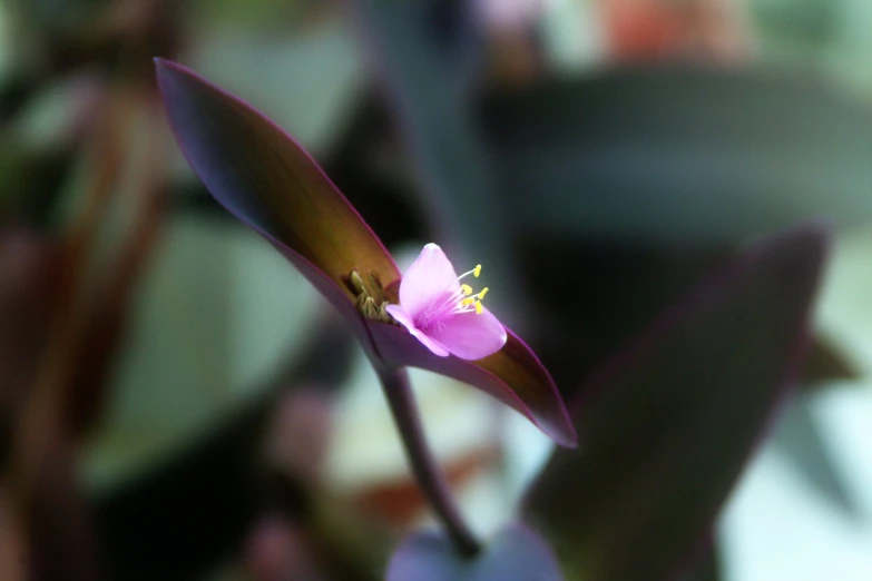 purple flowers are blooming from the top of a small plant