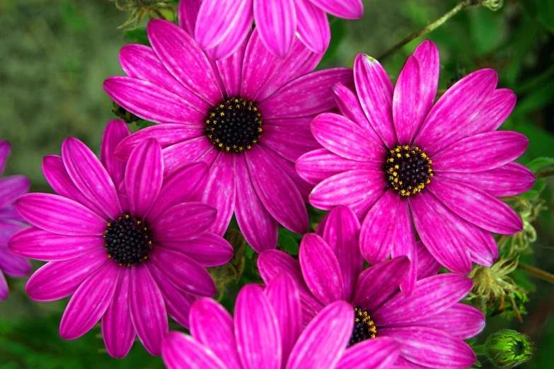 a cluster of pink flowers on top of a green plant