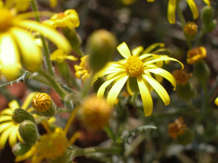 the yellow flowers are close to the ground