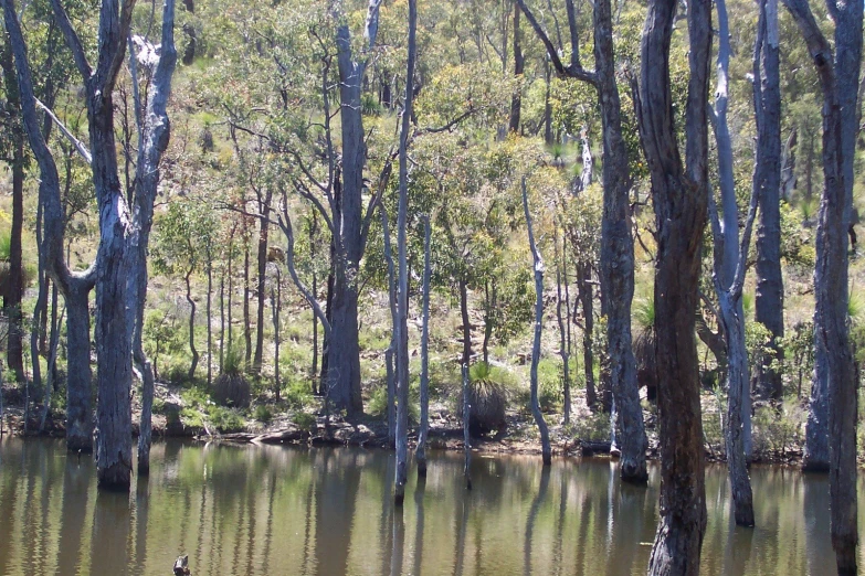 a tree forest is next to a pond