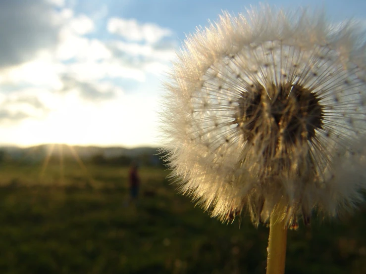 there is a dandelion in the foreground with a sky and clouds