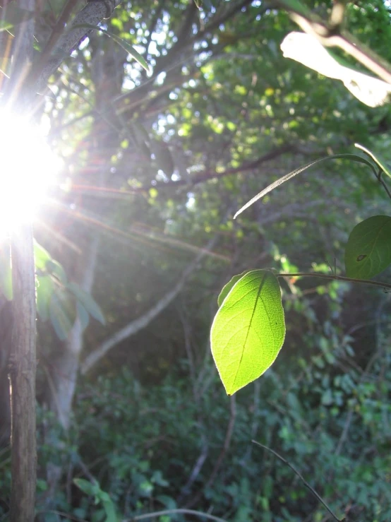 sunlight coming out from behind a leaf covered tree