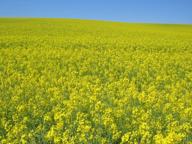 a field full of yellow flowers against a blue sky