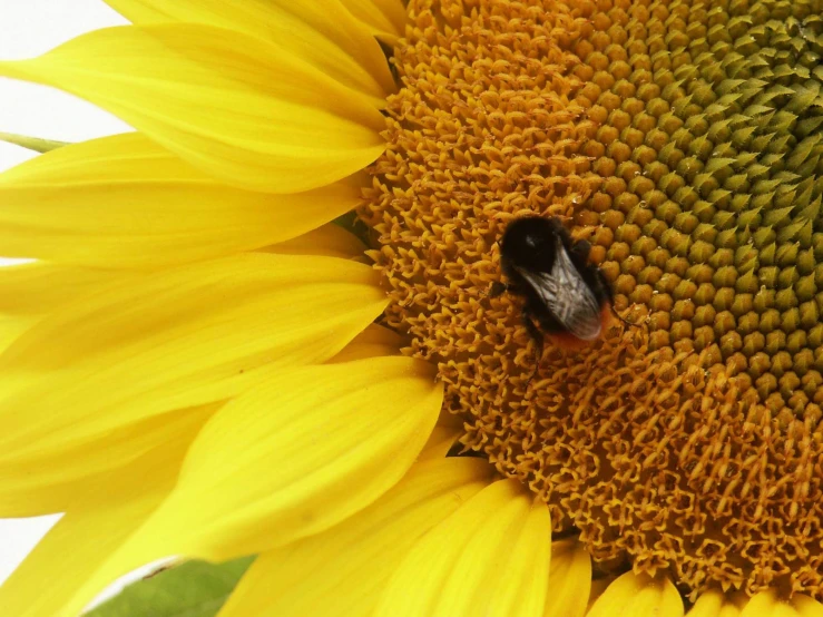 a honey bee gathering honey inside of a flower