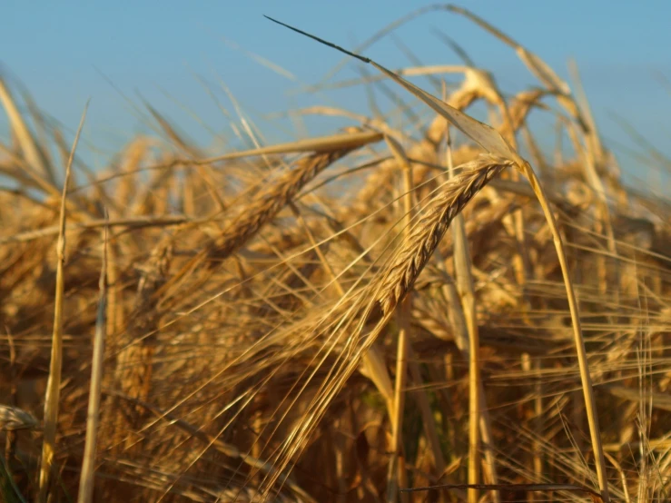 the ripe stalks of a wheat are ready to be harvested