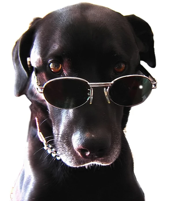 the dog is wearing sunglasses while staring at the camera