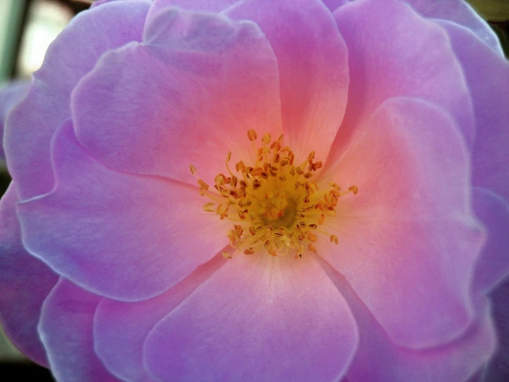 closeup of the center and middle part of a single purple rose