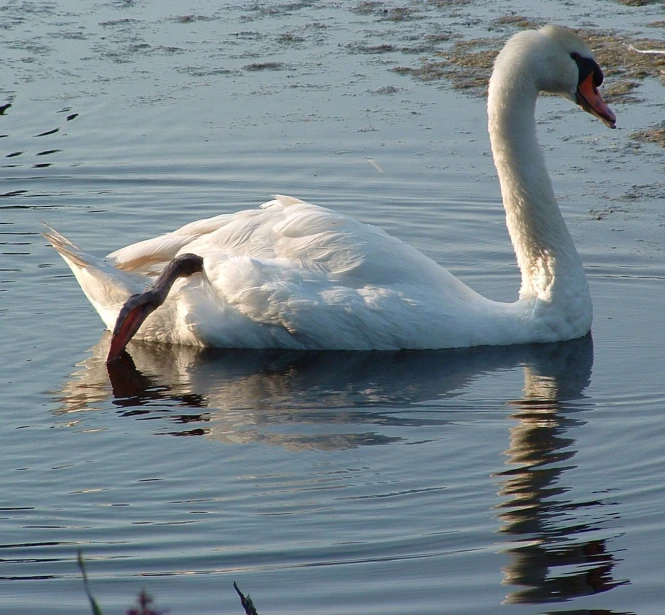 a swan sitting in the water in a lake