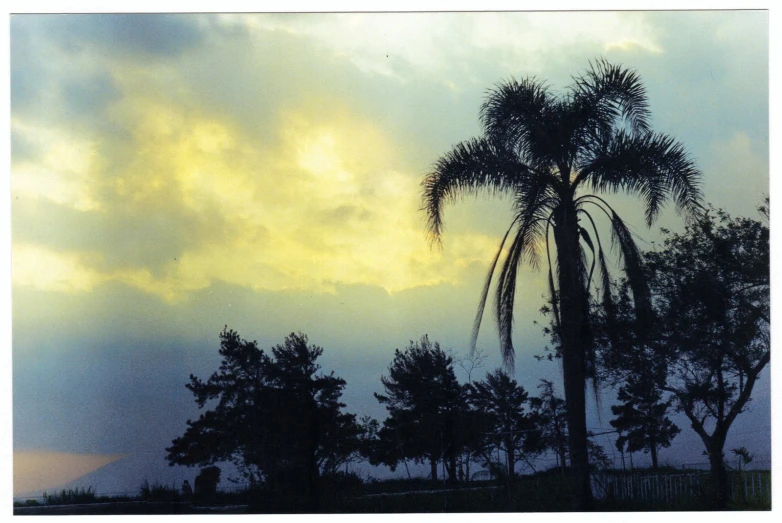 silhouette of a palm tree on a cloudy day