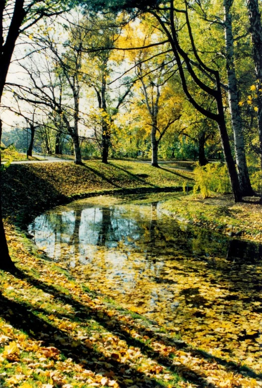 an autumn scene with trees, fallen leaves and water