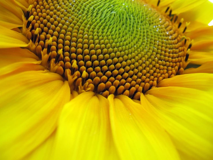 close up of the center of a sunflower