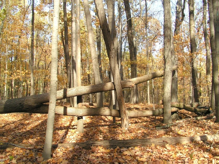 a large fallen tree laying in the middle of a forest
