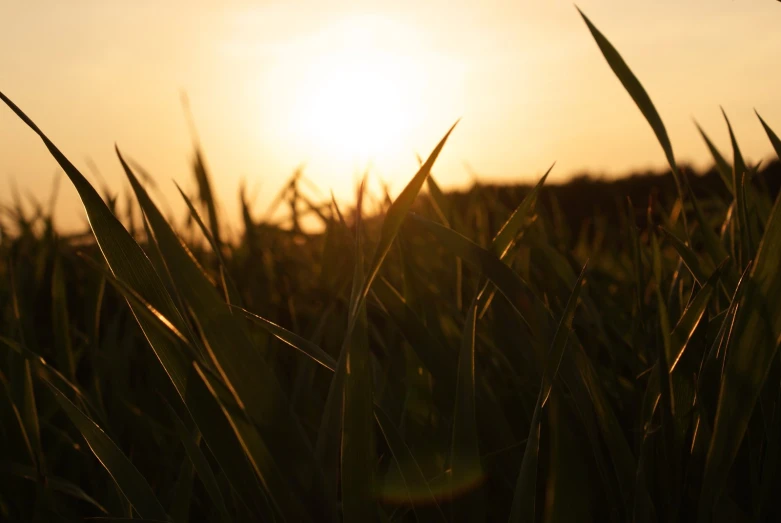 the sun rising over some tall green grass