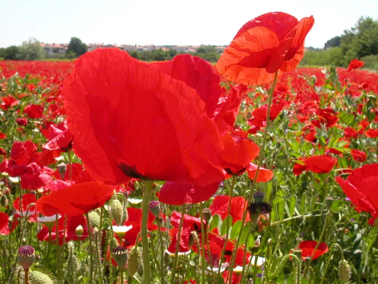 a red flower is in the middle of a green field