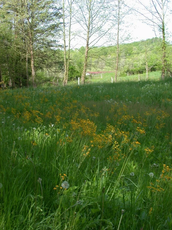 a white fire hydrant in a field of grass and yellow flowers