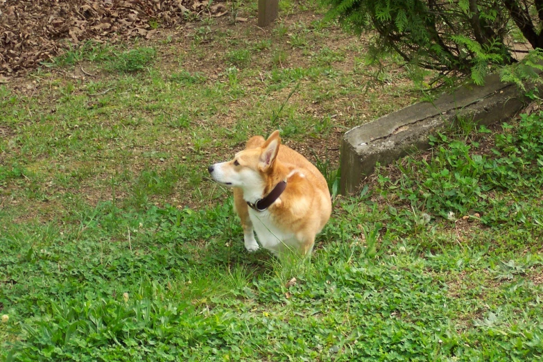 a tan and white dog standing in the grass next to a bench