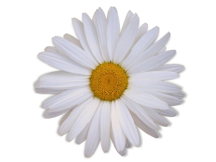 a white flower with a yellow center in the middle