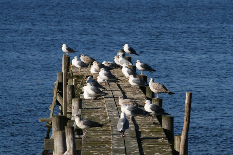 several birds standing on a pier near the water