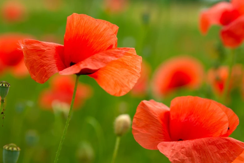 three flowers that are in a field