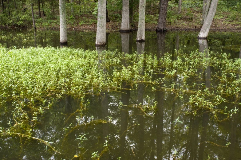 the swamp has been dug in to allow water access