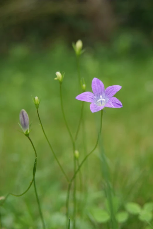 a flower is standing in a field of green grass