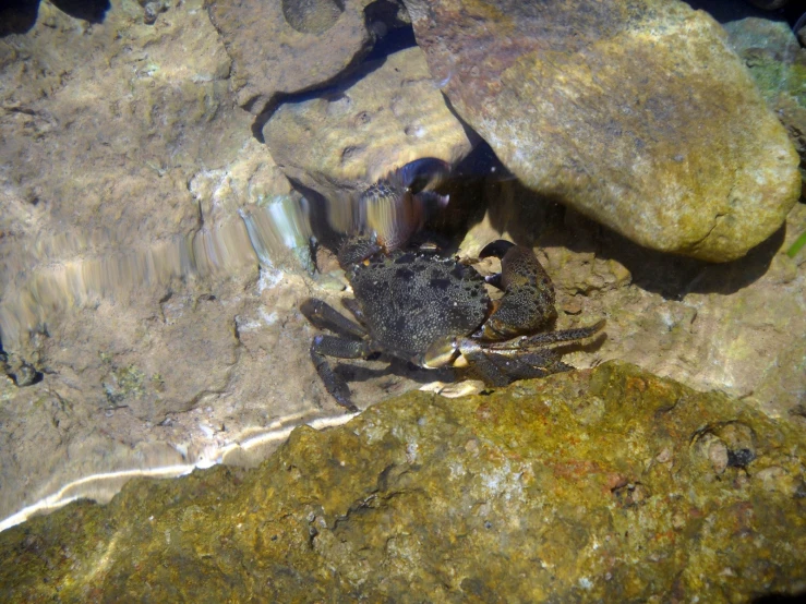 a crab on the rocks looking at soing