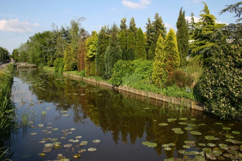 there are lily pad plants growing near the river