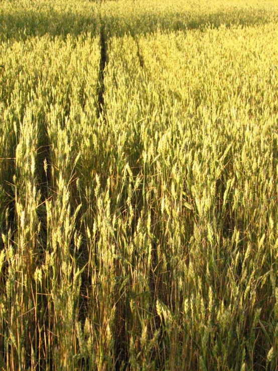 a field that has grass growing in it