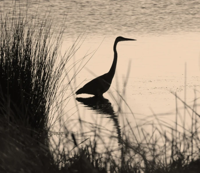 a goose wades across the calm water in a marsh