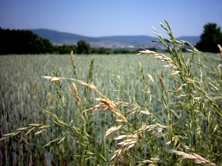 the tall grass on a sunny day is growing