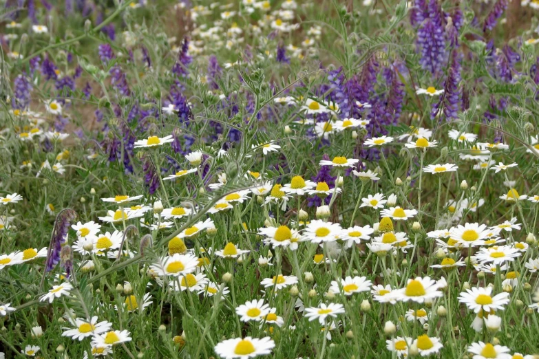 many flowers and plants are growing in a field