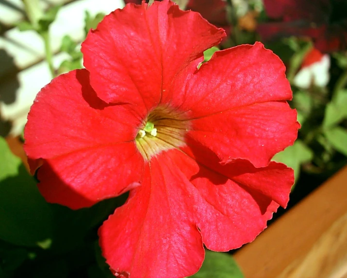 a large flower with a yellow stamen in the center