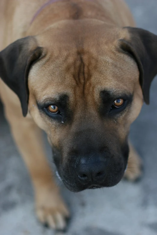 a brown and black dog with brown eyes looking straight