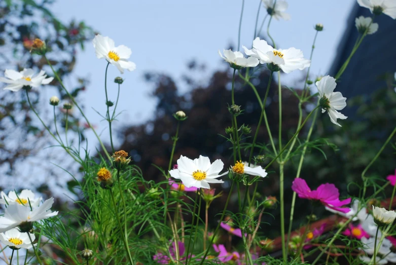 various flowers, such as cosmos, and daisy's are in bloom