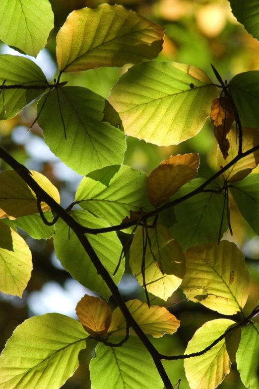 bright yellow leaves with green and brown leaves