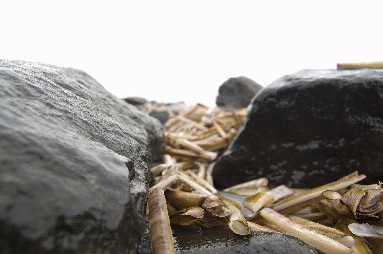 some sticks are next to a black rock