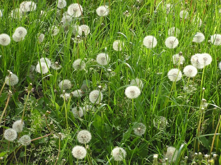 the tall grass with white dandelions is growing